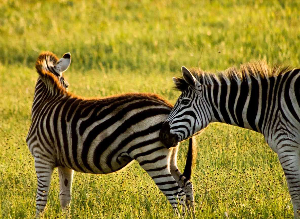 A Trunktrails Safaris guide and guests observing a black rhino from a safe distance at Ol Pejeta Conservancy, Kenya
