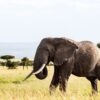 Tourists on a safe guided game drive watching elephants in Amboseli National Park with Mount Kilimanjaro behind