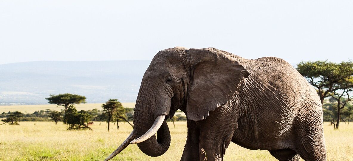 Tourists on a safe guided game drive watching elephants in Amboseli National Park with Mount Kilimanjaro behind