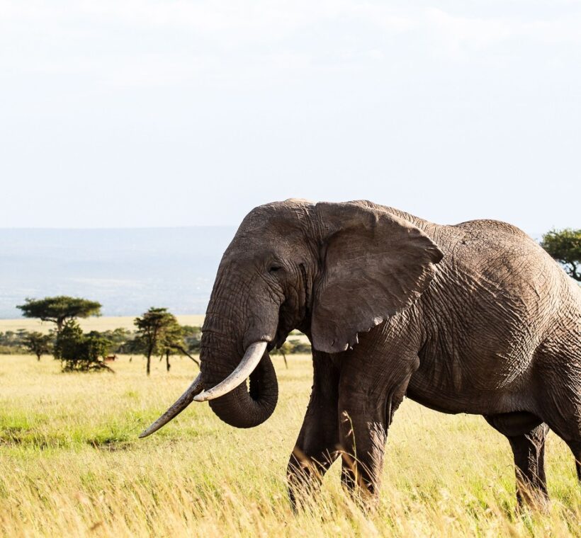 Tourists on a safe guided game drive watching elephants in Amboseli National Park with Mount Kilimanjaro behind