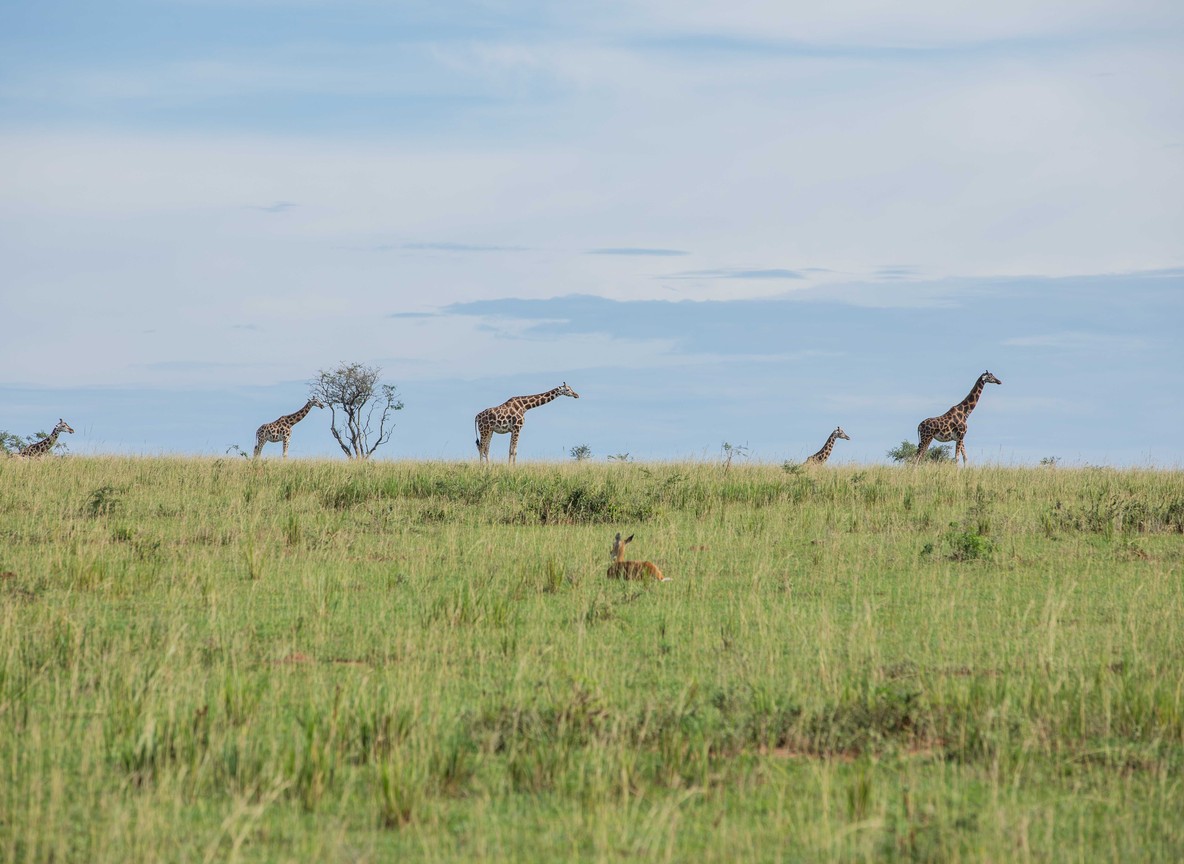 A map view of Kenya showing safe safari regions in the south and west