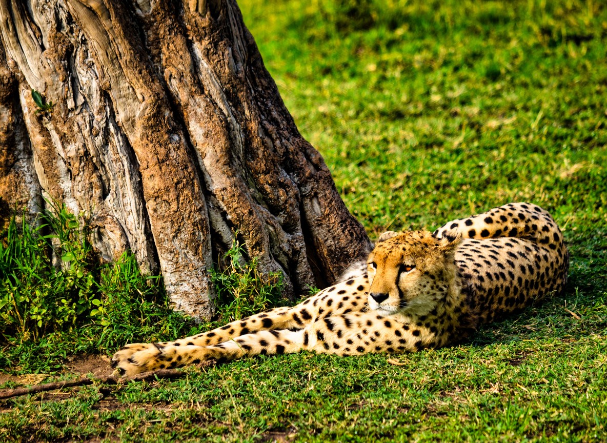 in the Maasai Mara, Kenya