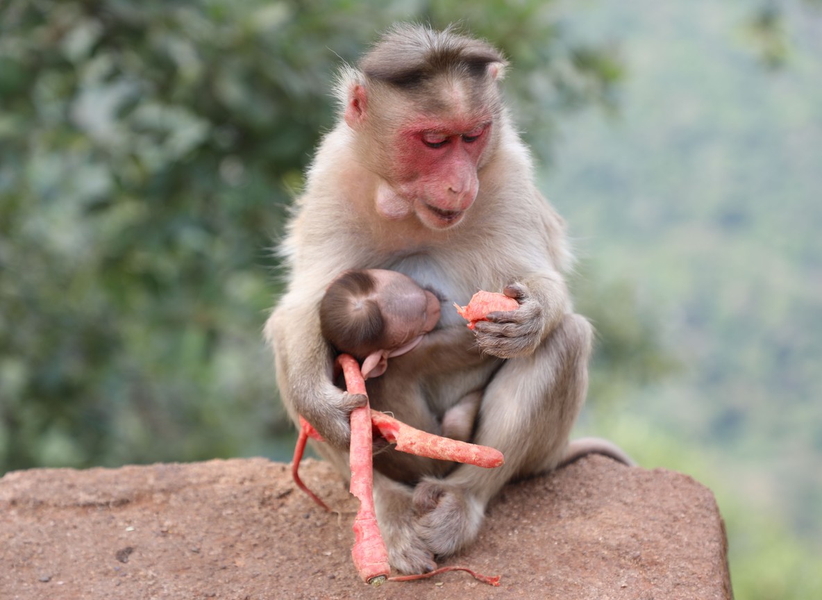 A chimpanzee mother grooming her infant in dappled woodland light