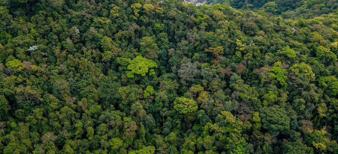 Aerial view of dense rainforest canopy in Kakamega Forest, Kenya's only tropical rainforest