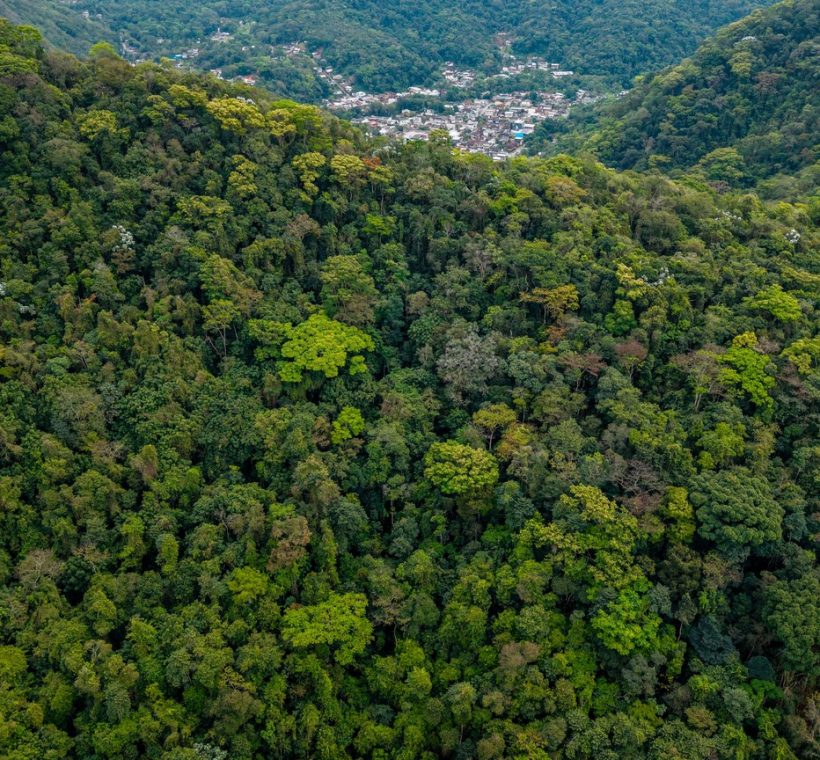 Aerial view of dense rainforest canopy in Kakamega Forest, Kenya's only tropical rainforest