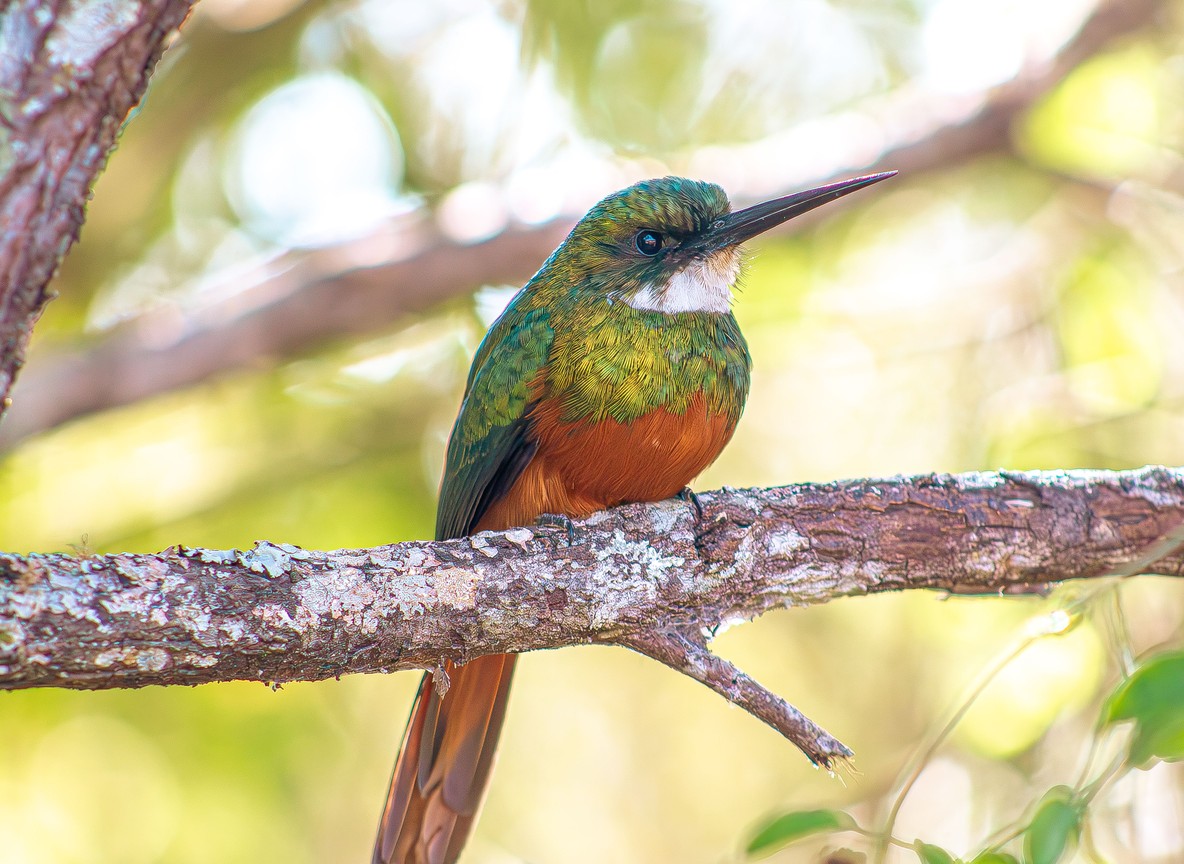 A colorful forest bird perched on a branch, representative of the more than 350 bird species recorded in Kakamega Forest