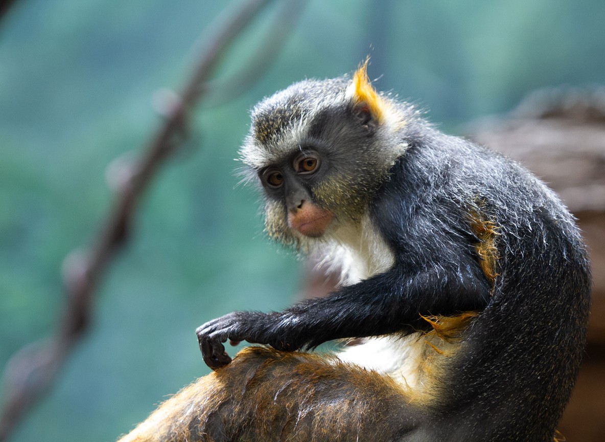 A forest guenon monkey in dense canopy foliage, one of seven primate species found in Kakamega Forest