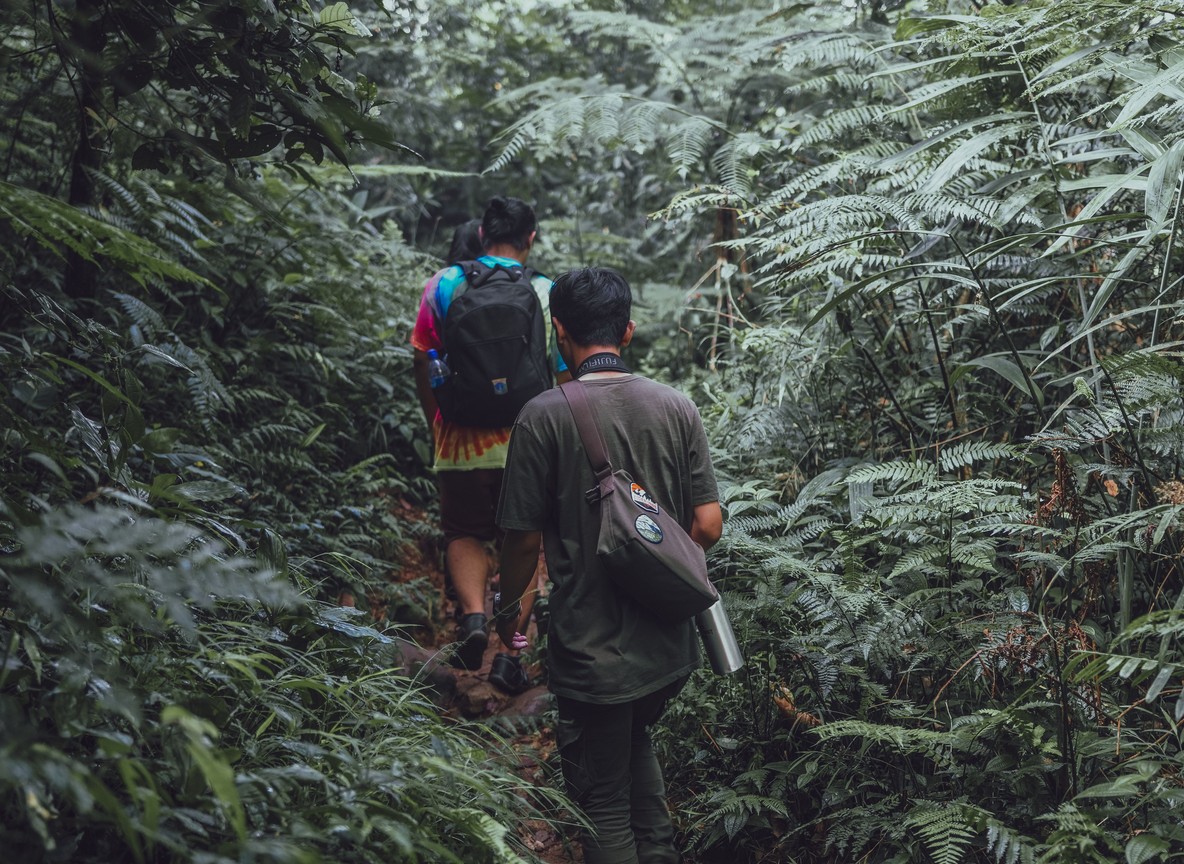 Hikers on a guided nature walk trail through dense rainforest vegetation, the kind of guided walk Kakamega Forest offers visitors