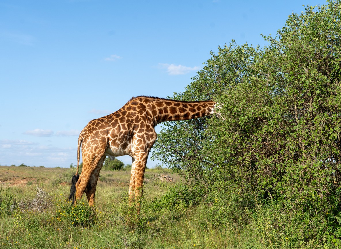 A gerenuk standing on hind legs to feed from a bush, in Samburu National Reserve, Kenya