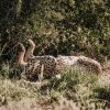 A Samburu warrior guide leading safari guests across open scrubland in Kalama Conservancy with mountains in the background