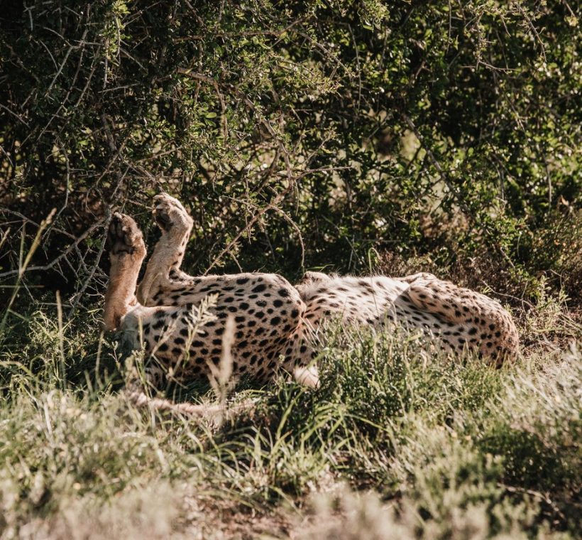 A Samburu warrior guide leading safari guests across open scrubland in Kalama Conservancy with mountains in the background