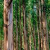 Karura Forest Nairobi
