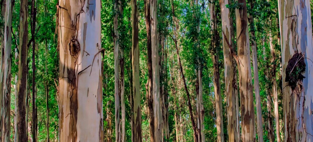 Karura Forest Nairobi
