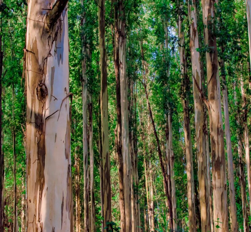 Karura Forest Nairobi