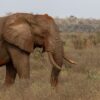 Elephant herd crossing the Kasigau wildlife corridor between Tsavo East and Tsavo West in Kenya