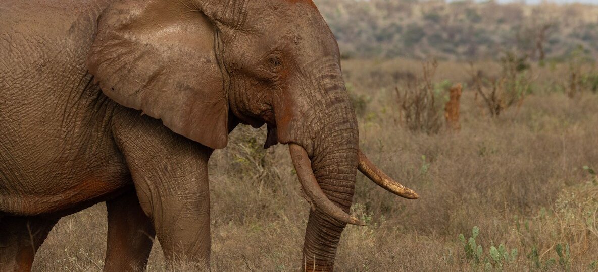 Elephant herd crossing the Kasigau wildlife corridor between Tsavo East and Tsavo West in Kenya