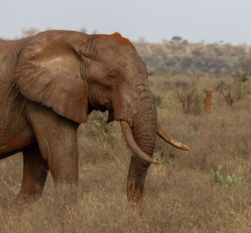 Elephant herd crossing the Kasigau wildlife corridor between Tsavo East and Tsavo West in Kenya