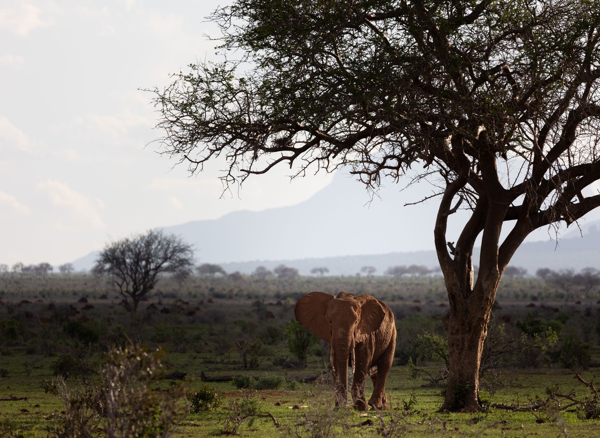 Lions resting under a baobab tree in Tsavo near the Kasigau corridor Kenya