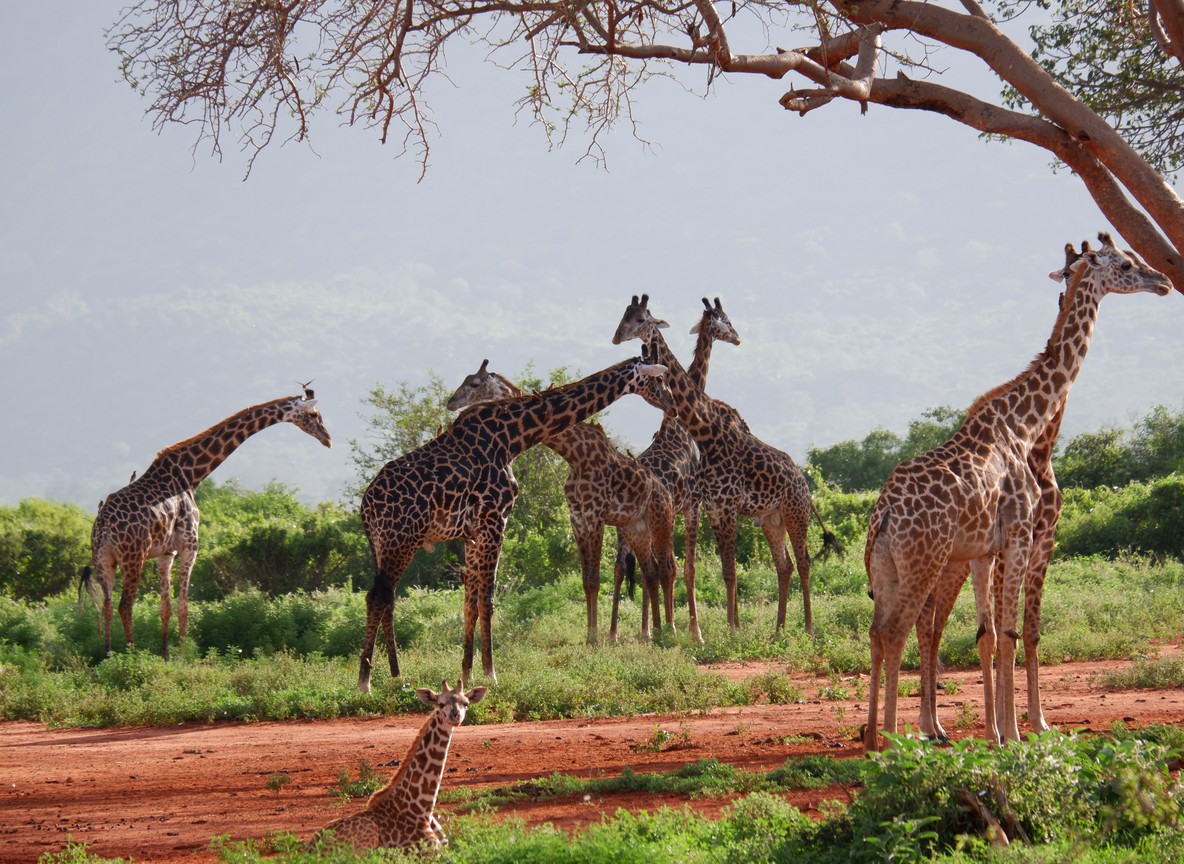 Wide red Tsavo plains under dramatic sky showcasing the Kasigau corridor landscape in Kenya