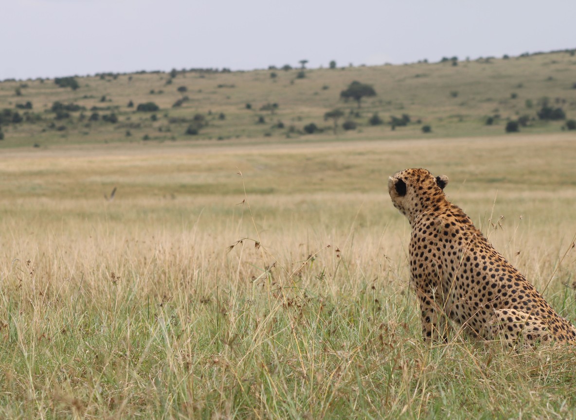 Wildebeest and zebra grazing on open grassland plains typical of the Mara-Serengeti ecosystem shared by Kenya and Tanzania