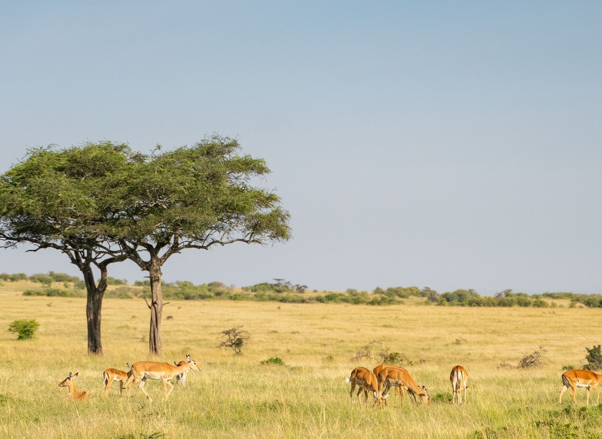A safari guide vehicle overlooking the Ngorongoro Crater floor from the rim, with the crater's grasslands and lake visible below