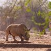 the kind of wildlife anti-poaching patrols work to keep safe -- trunktrails-kenya-anti-poaching-snare-removal-1000-in-2026-1