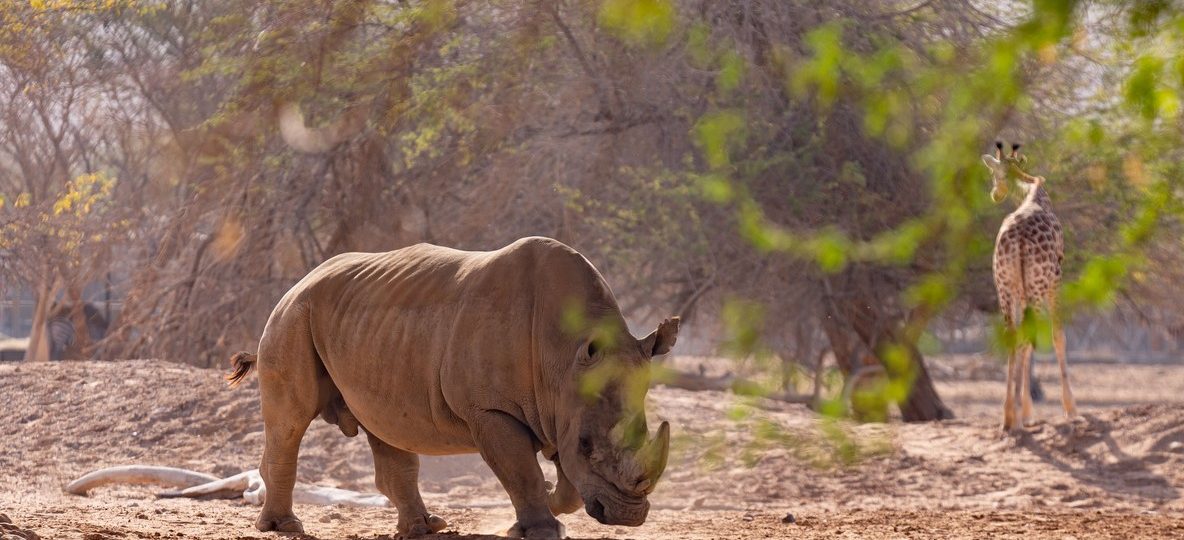 the kind of wildlife anti-poaching patrols work to keep safe -- trunktrails-kenya-anti-poaching-snare-removal-1000-in-2026-1