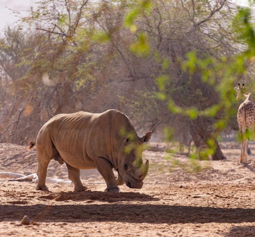 the kind of wildlife anti-poaching patrols work to keep safe -- trunktrails-kenya-anti-poaching-snare-removal-1000-in-2026-1