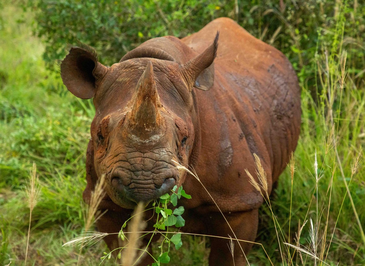 a species snare removal patrols directly protect -- trunktrails-kenya-anti-poaching-snare-removal-1000-in-2026-2