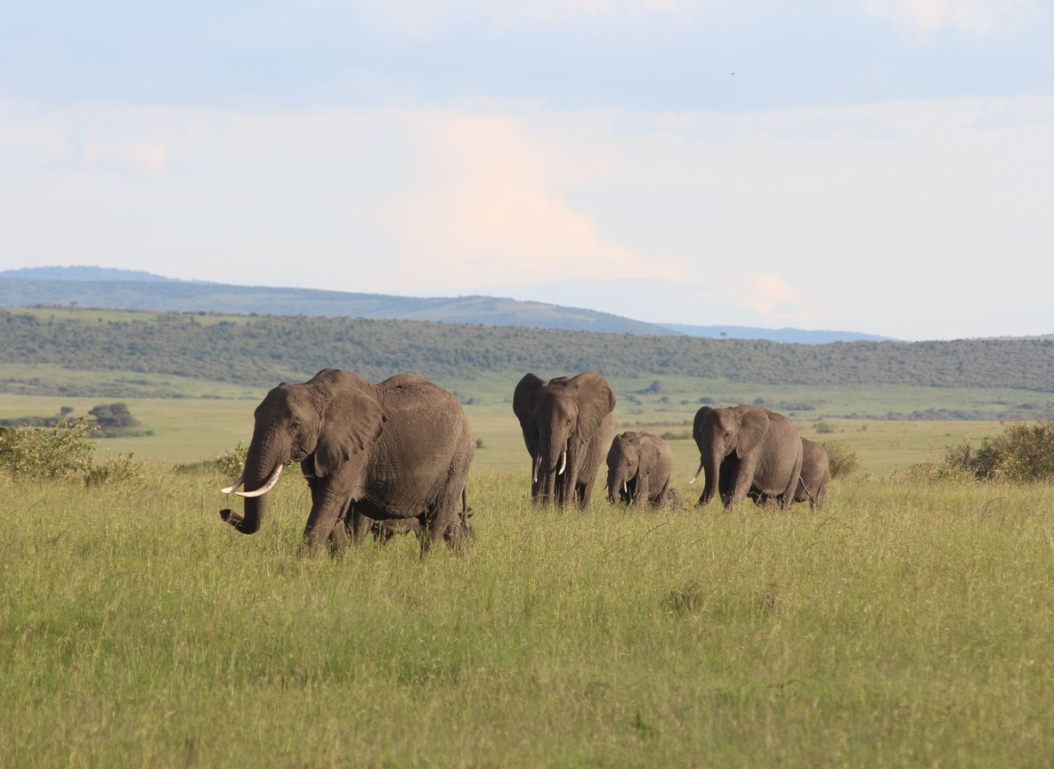 the kind of family group snare lines put at risk -- trunktrails-kenya-anti-poaching-snare-removal-1000-in-2026-3