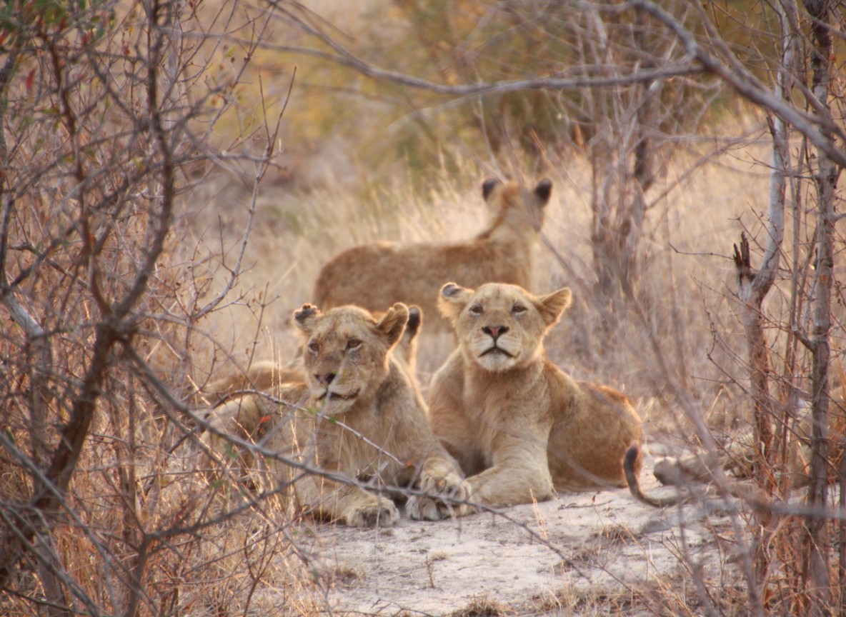 A lion pride resting safely in tall grass in the Masai Mara at golden hour -- trunktrails-kenya-anti-poaching-snare-removal-1000-in-2026-4