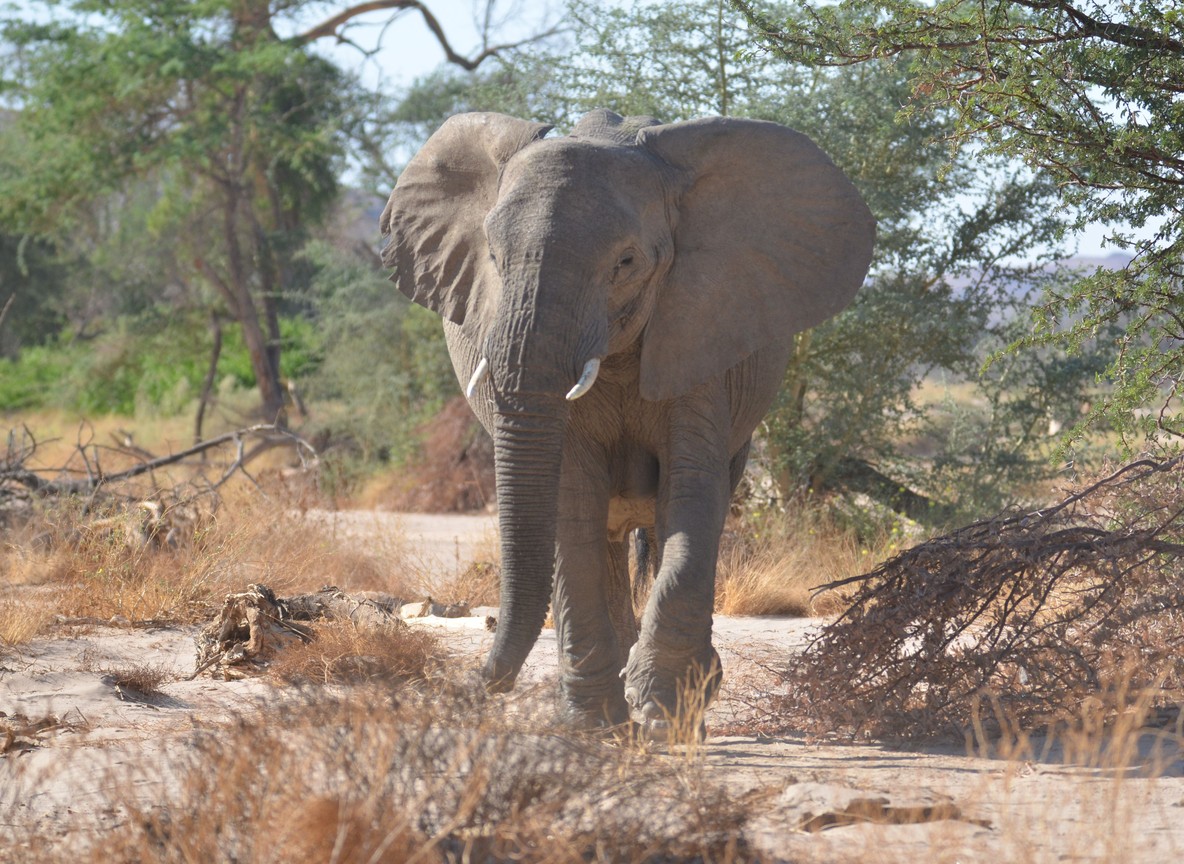 A lone elephant moving through dry bush terrain in a landscape patrolled daily by ranger and scout teams -- trunktrails-kenya-anti-poaching-snare-removal-1000-in-2026-5