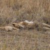 A pride of lions resting in tall golden grass on the Kenyan plains at golden hour