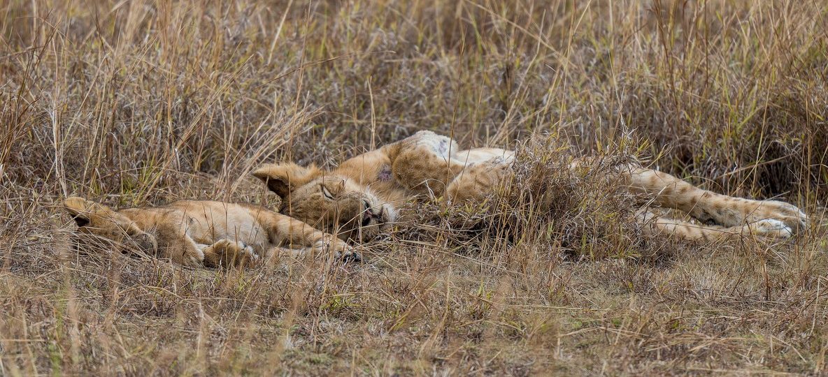 A pride of lions resting in tall golden grass on the Kenyan plains at golden hour