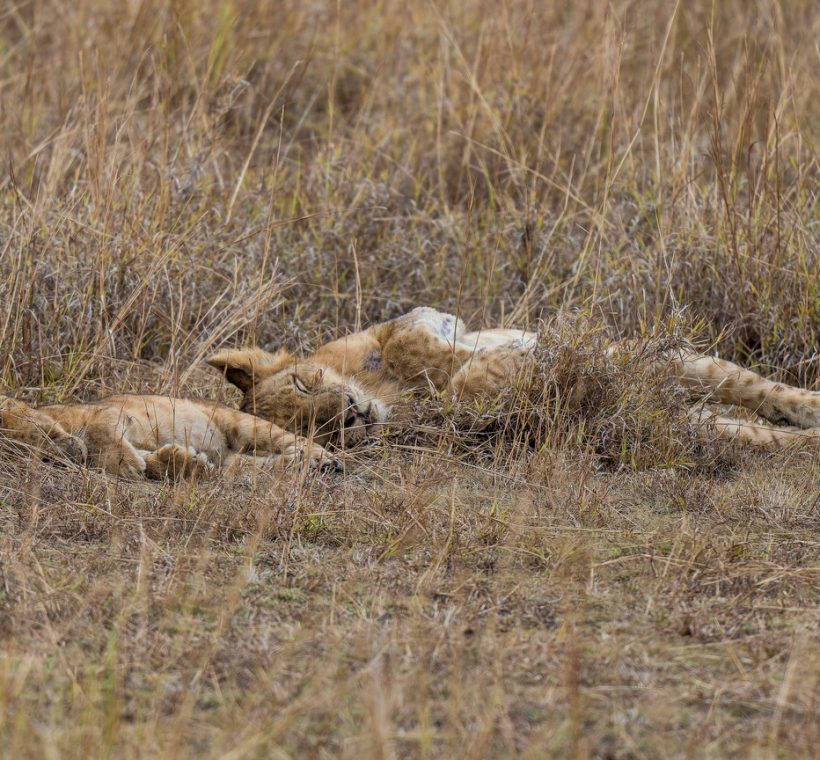 A pride of lions resting in tall golden grass on the Kenyan plains at golden hour
