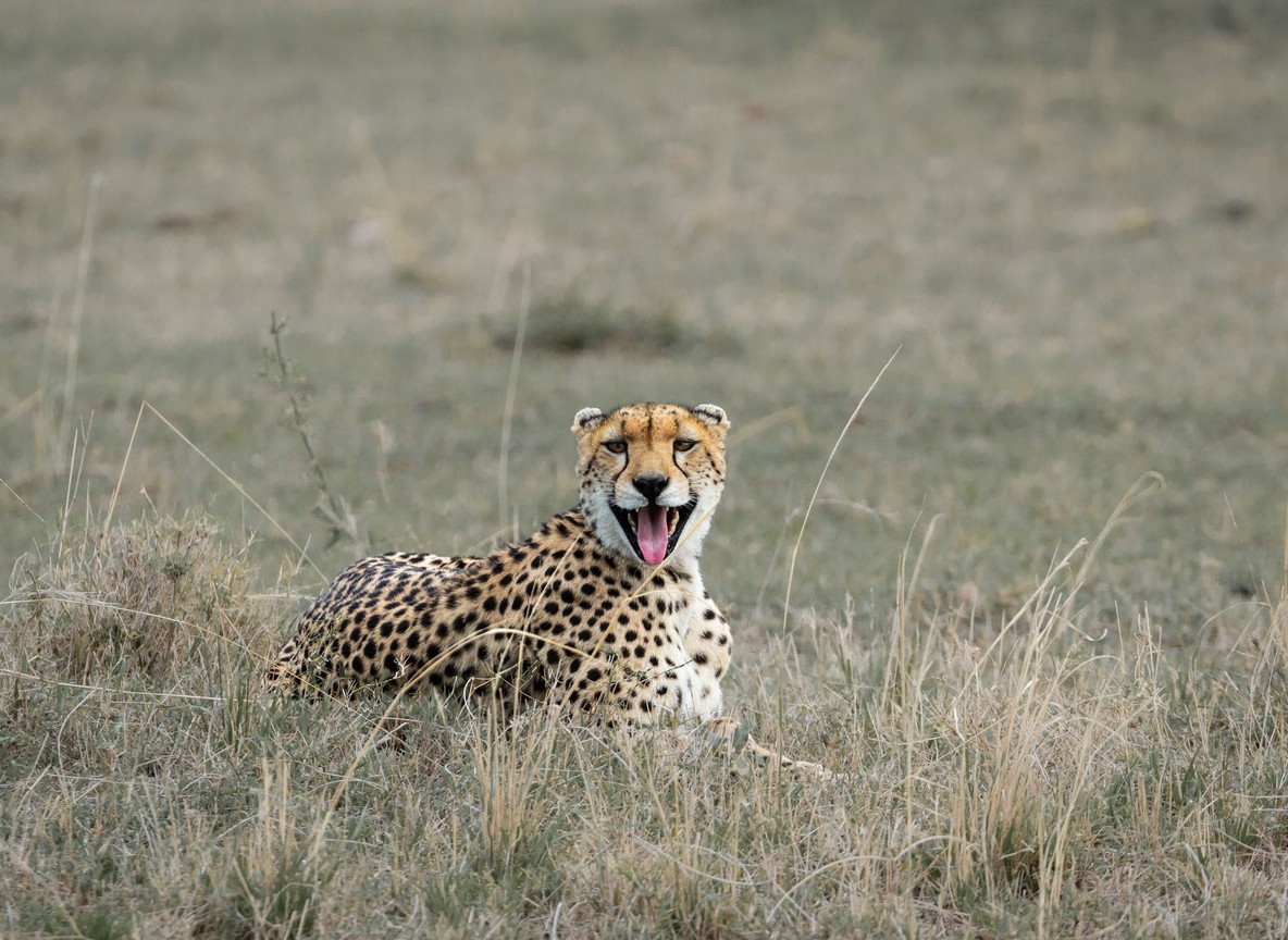 A cheetah scanning the open plains from a low mound in Kenya