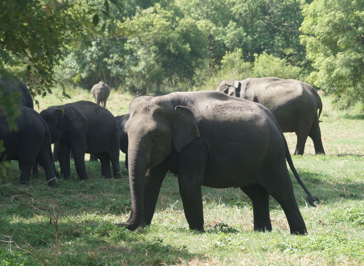 A herd of elephants moving past flat-topped acacia trees on the open Kenyan plains