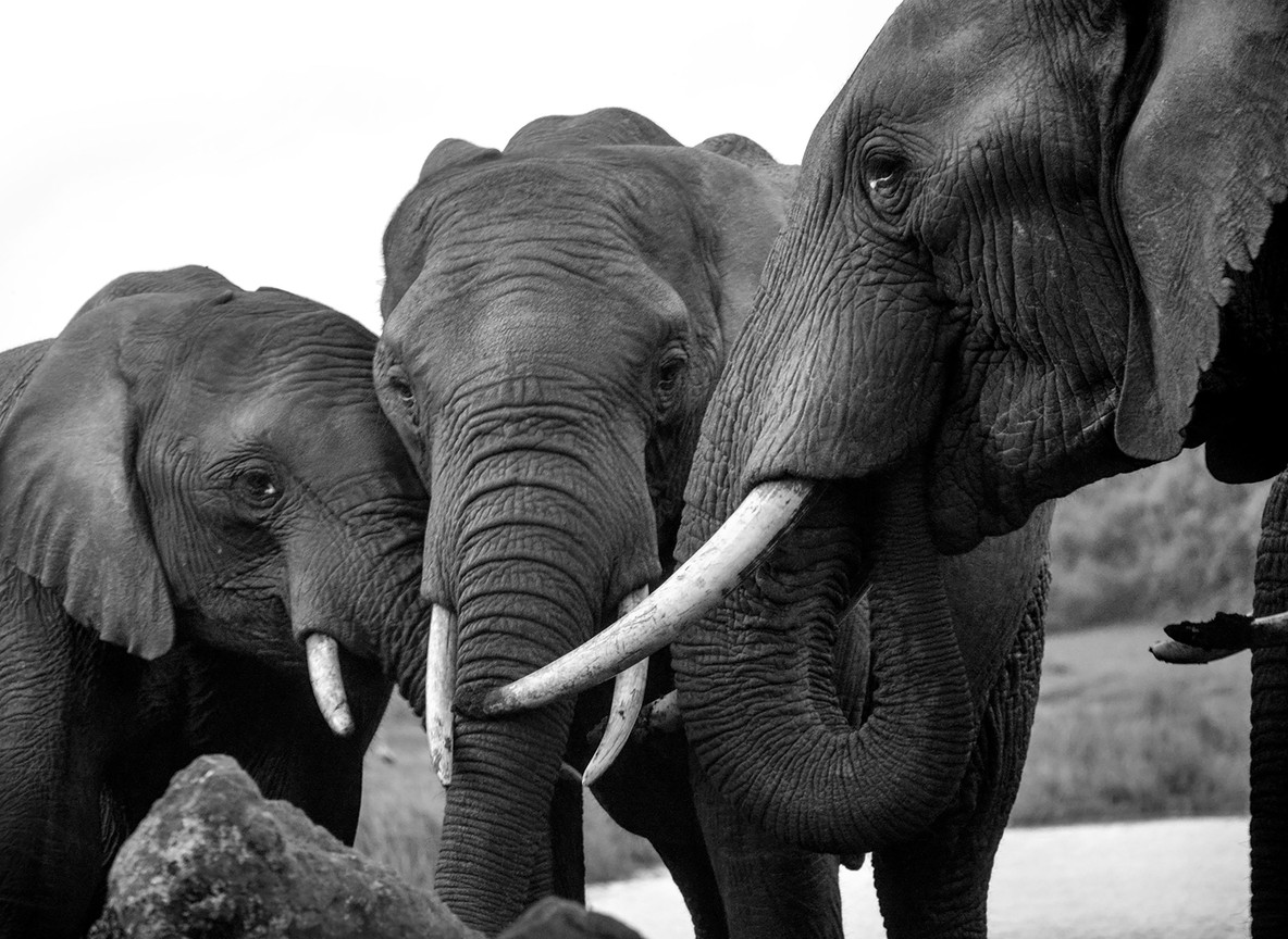 A herd of elephants against the red soil of Tsavo, the kind of wildlife community conservancy scouts patrol to protect