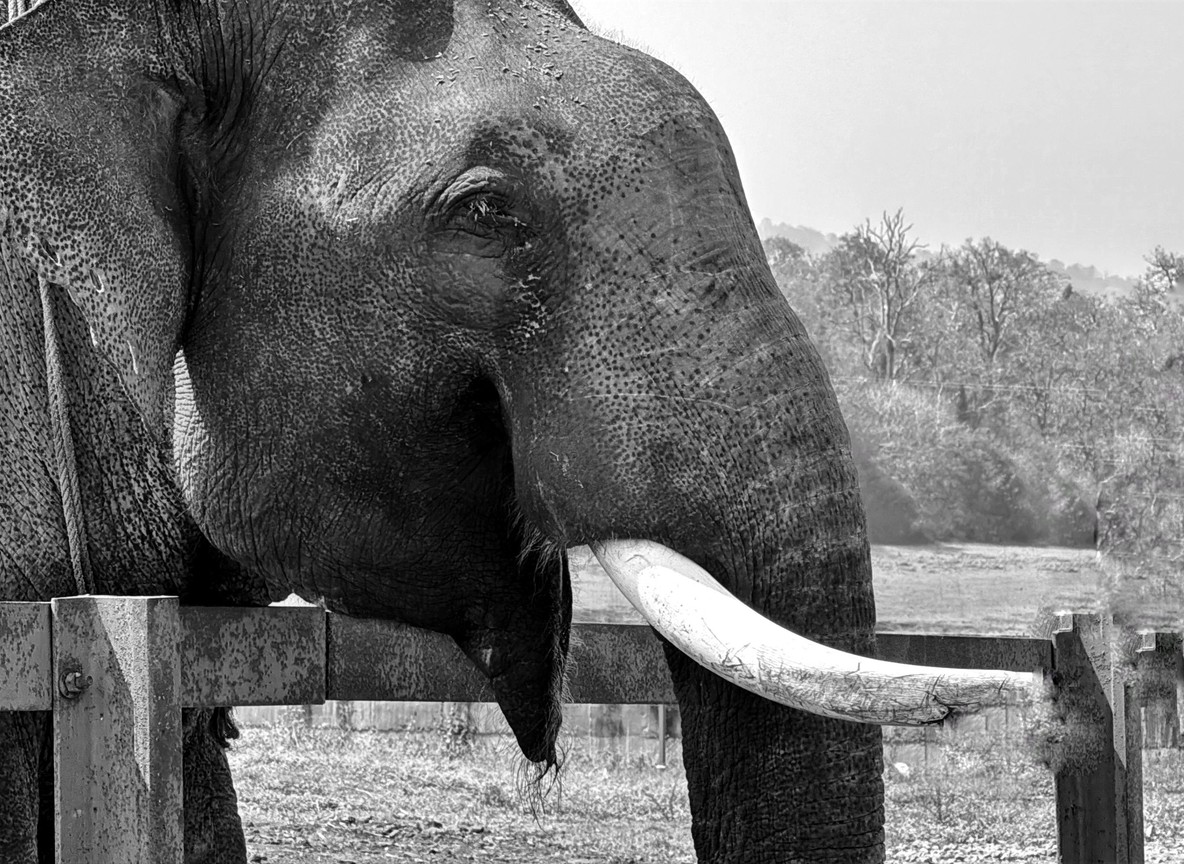 A big tusker bull elephant in open red savannah in Tsavo, a species that anti-poaching rangers in Kenya work daily to protect