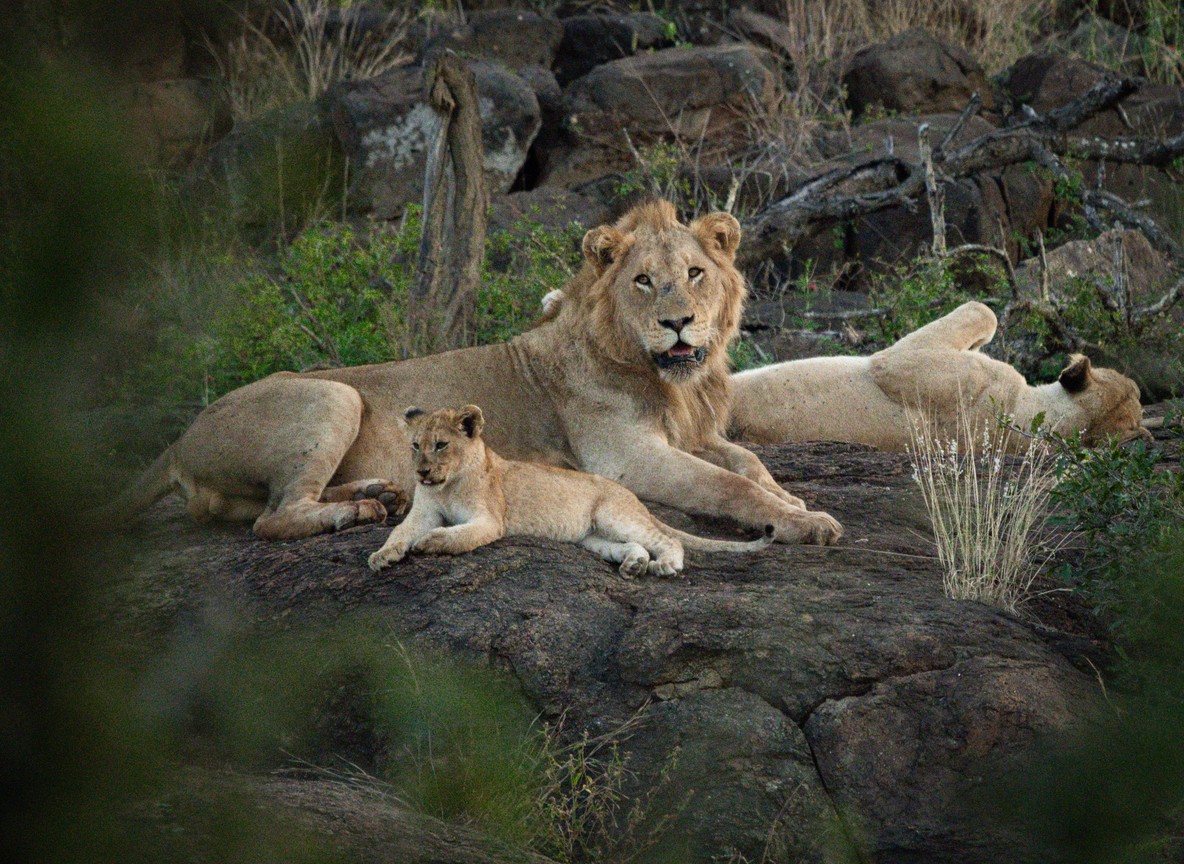 a pride of lions resting in tall golden grass in the Masai Mara Kenya
