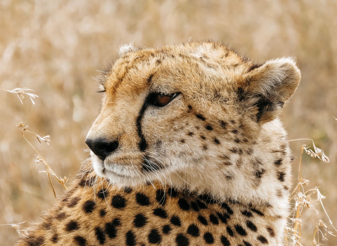 a cheetah scanning the open plains from a low mound in the Masai Mara Kenya