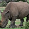 An armed Kenya Wildlife Service ranger from the inter-agency anti-poaching unit on patrol near a black rhino at Ol Pejeta Conservancy