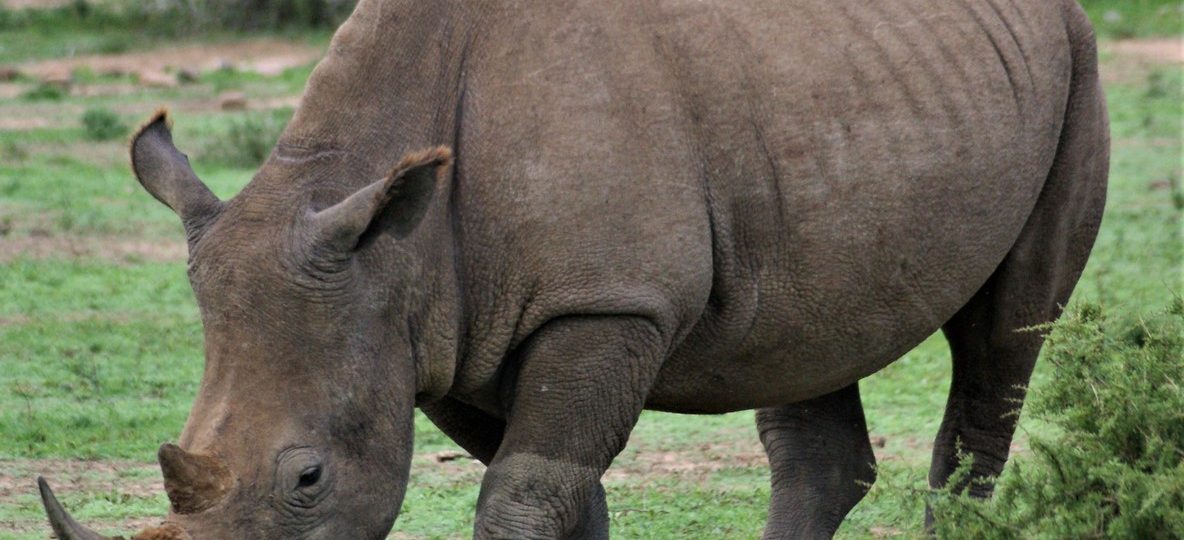 An armed Kenya Wildlife Service ranger from the inter-agency anti-poaching unit on patrol near a black rhino at Ol Pejeta Conservancy