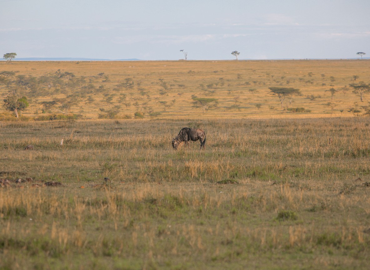 Elephants near an Amboseli airstrip with a light aircraft in the background