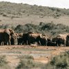 A herd of elephants drinking at a community-built water pan in the Amboseli ecosystem with Mount Kilimanjaro in the background