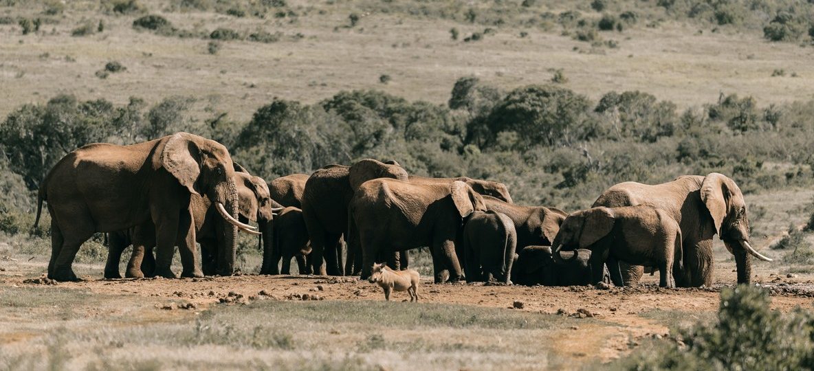 A herd of elephants drinking at a community-built water pan in the Amboseli ecosystem with Mount Kilimanjaro in the background
