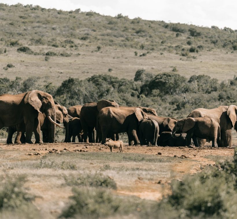 A herd of elephants drinking at a community-built water pan in the Amboseli ecosystem with Mount Kilimanjaro in the background