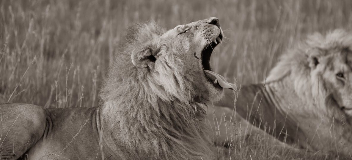 A safari vehicle with a corporate group on a game drive in the Maasai Mara, Kenya