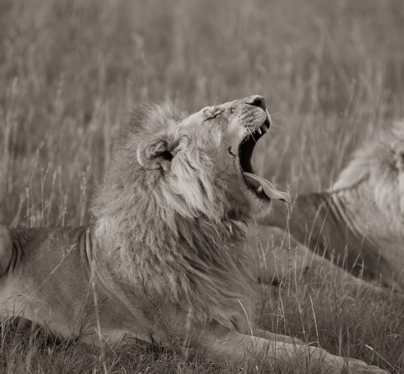 A safari vehicle with a corporate group on a game drive in the Maasai Mara, Kenya