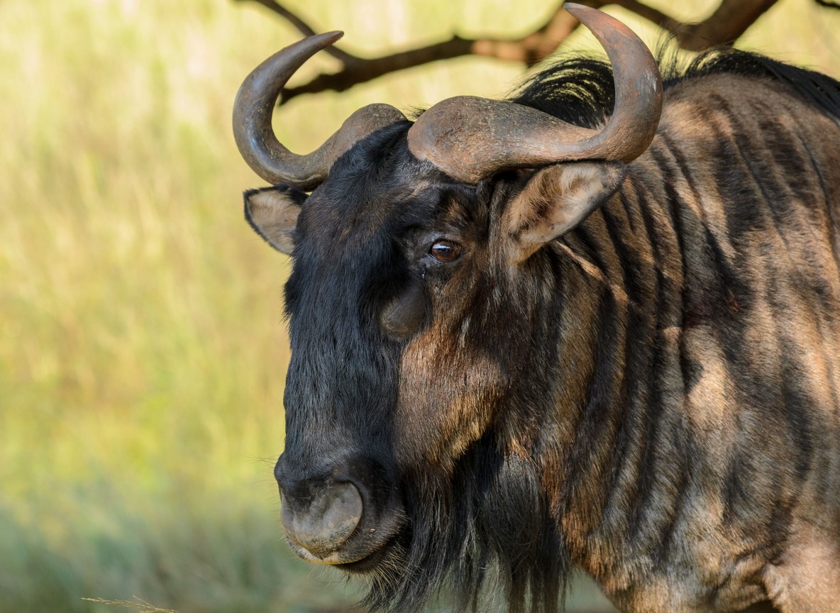 Wildebeest migration crossing the Mara River, a signature Kenya safari moment for incentive groups